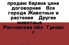 продаю барана цена договорная - Все города Животные и растения » Другие животные   . Ростовская обл.,Гуково г.